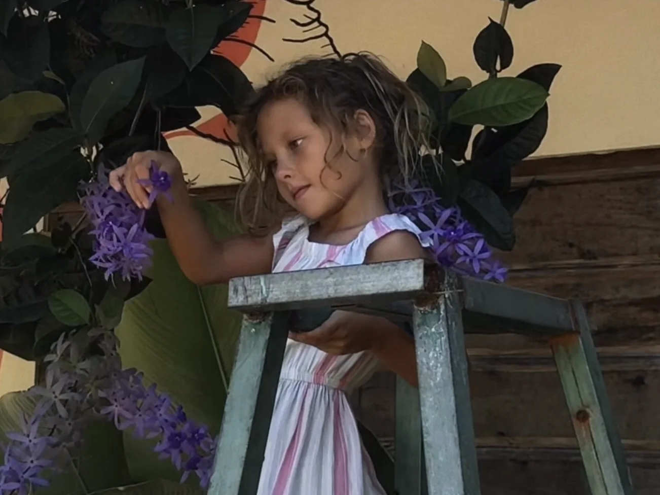 Preview of Jaya in Bloom